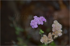 Cyathocline purpurea